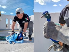 Rescatan pavo real de la azotea de un edificio en El Marqués