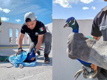 Rescatan pavo real de la azotea de un edificio en El Marqués