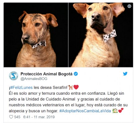 “Serafín,” el perro que nadie ha querido adoptar en Bogotá