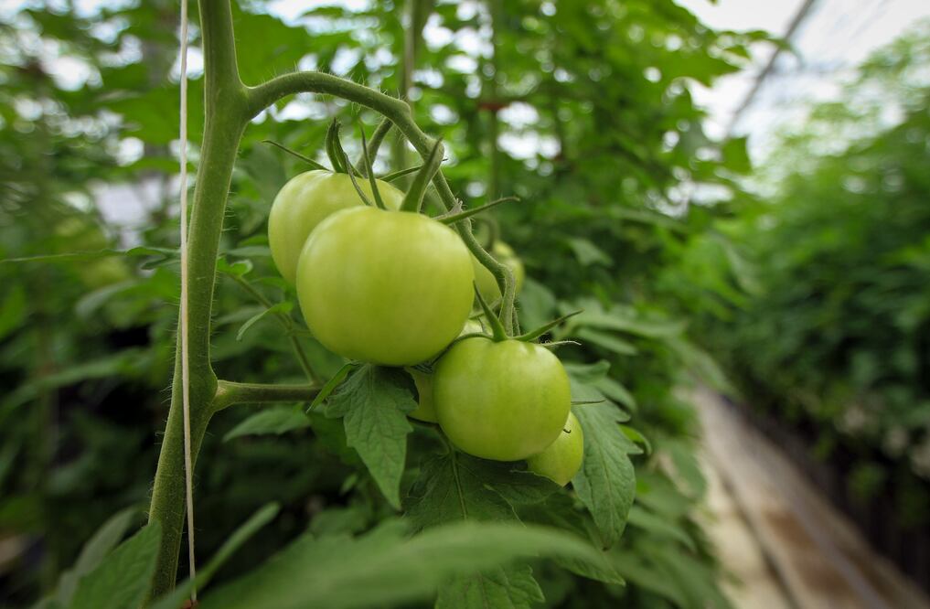 Foto: Archivo. EL UNIVERSAL