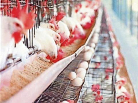 Granja dará autosuficiencia en huevo