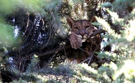 Zoológico Wamerú recibe pumas decomisados en Nuevo León