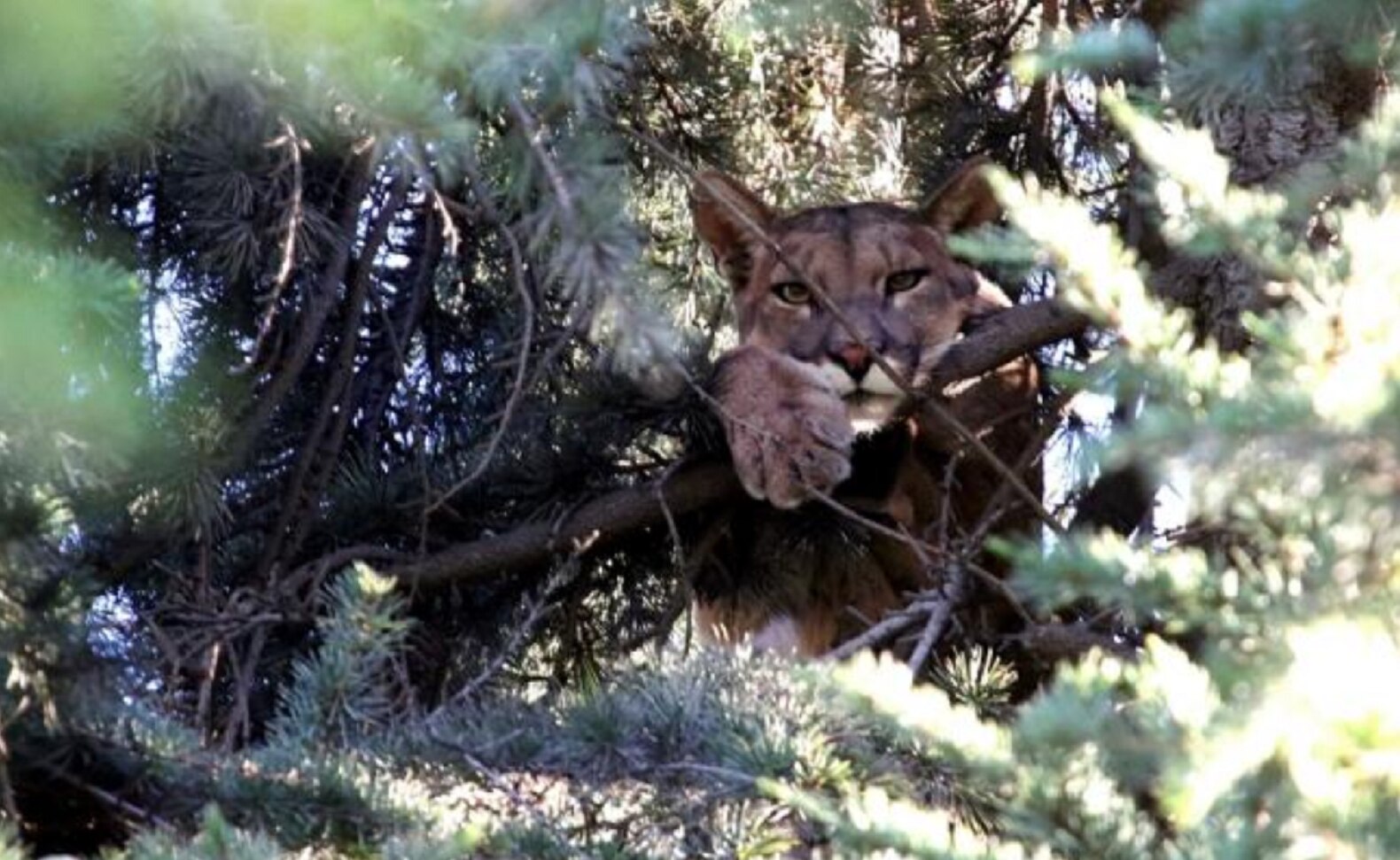 Zoológico Wamerú recibe pumas decomisados en Nuevo León