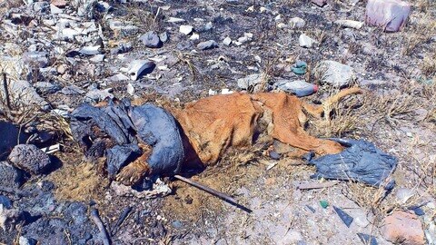 Alertan en Satélite de maltrato animal