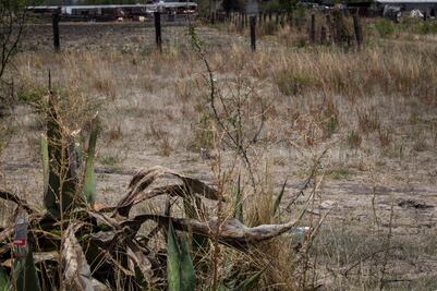 Preocupa a sector ganadero escasez de agua en estado