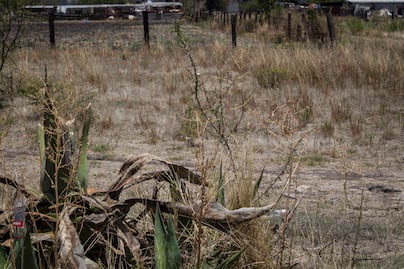 Preocupa a sector ganadero escasez de agua en estado