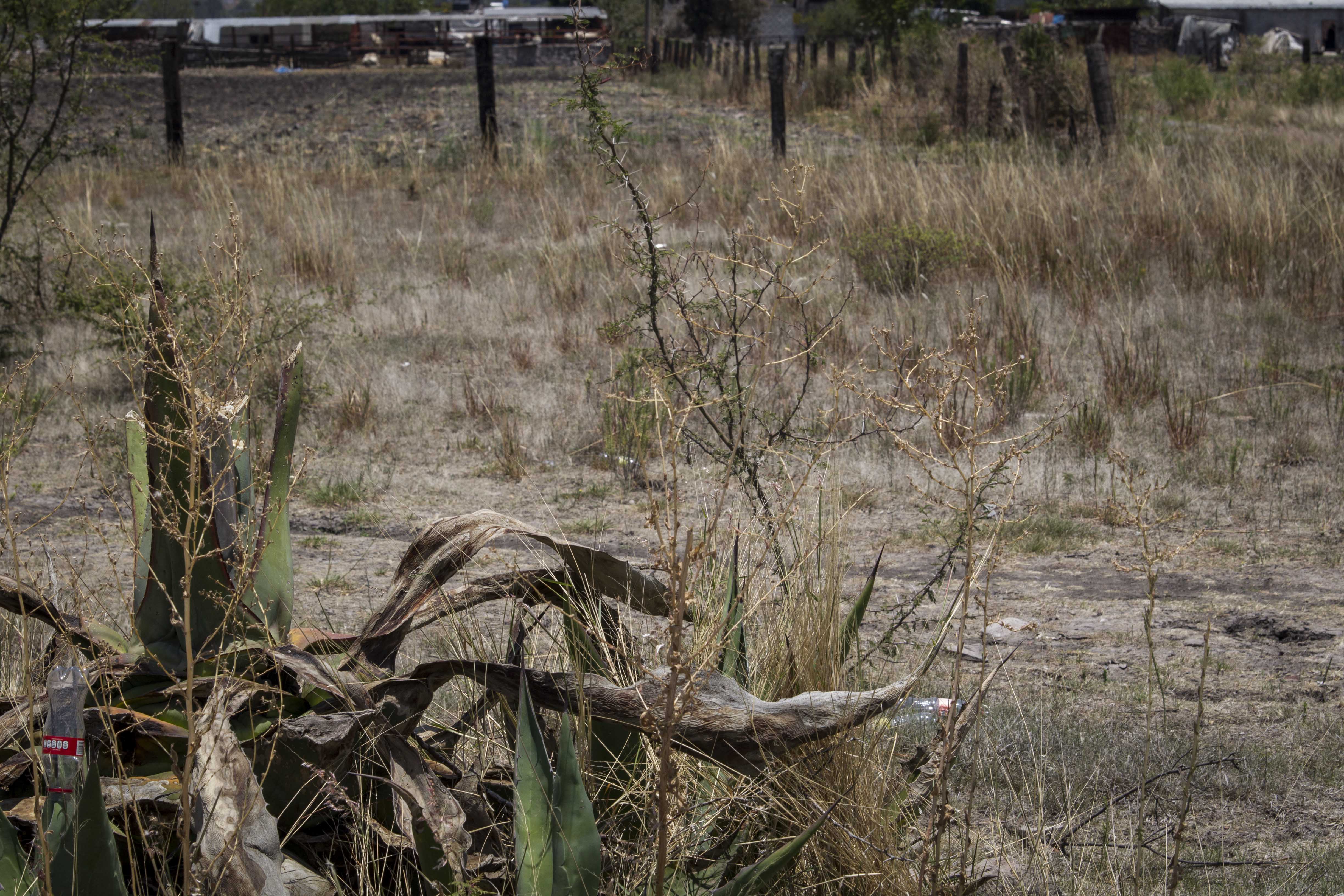 Preocupa a sector ganadero escasez de agua en estado