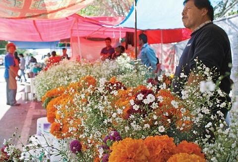 Decomisan 10 toneladas de plantas