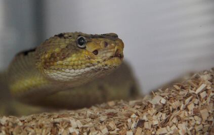 Muestra UAQ el mundo de los reptiles