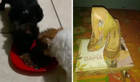 Video. Rescatista intercambia zapatos por bultos de alimento para perros