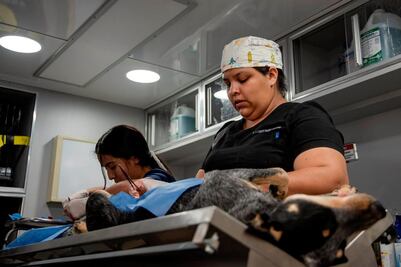 Realizan en El Marqués más de 3 mil esterilizaciones gratuitas