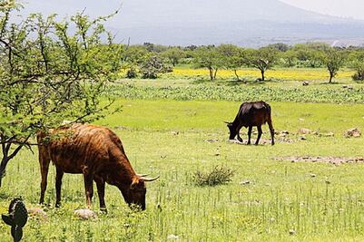 Robo de ganado en la sierra, a la baja