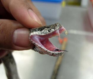 UAQ busca antibiótico en el veneno de víbora  