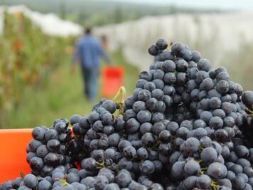 Tradición y vino te esperan en la vendimia de San Juanito