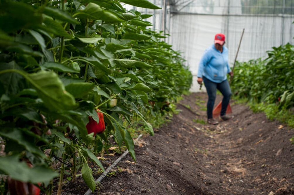 El ingreso al rancho es controlado, y a los invernaderos es aún mayor, no se deben de contaminar las zonas de cultivo. (Fotos: RICARDO LUGO)