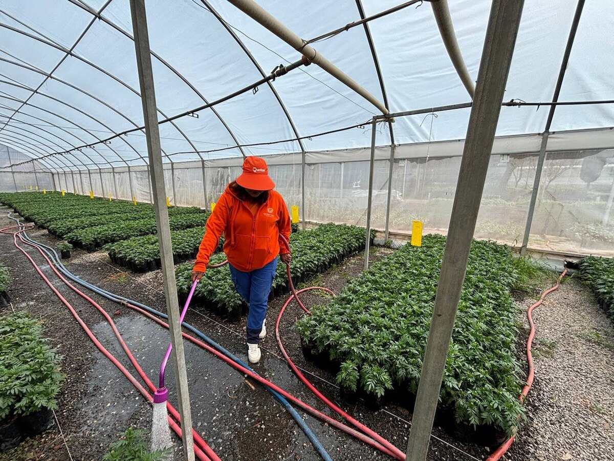 Vivero municipal de Querétaro se alista para el Día de Muertos; tiene en cultivo 30 mil flores de cempasúchil