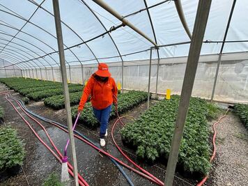 Vivero municipal de Querétaro se alista para el Día de Muertos; tiene en cultivo 30 mil flores de cempasúchil