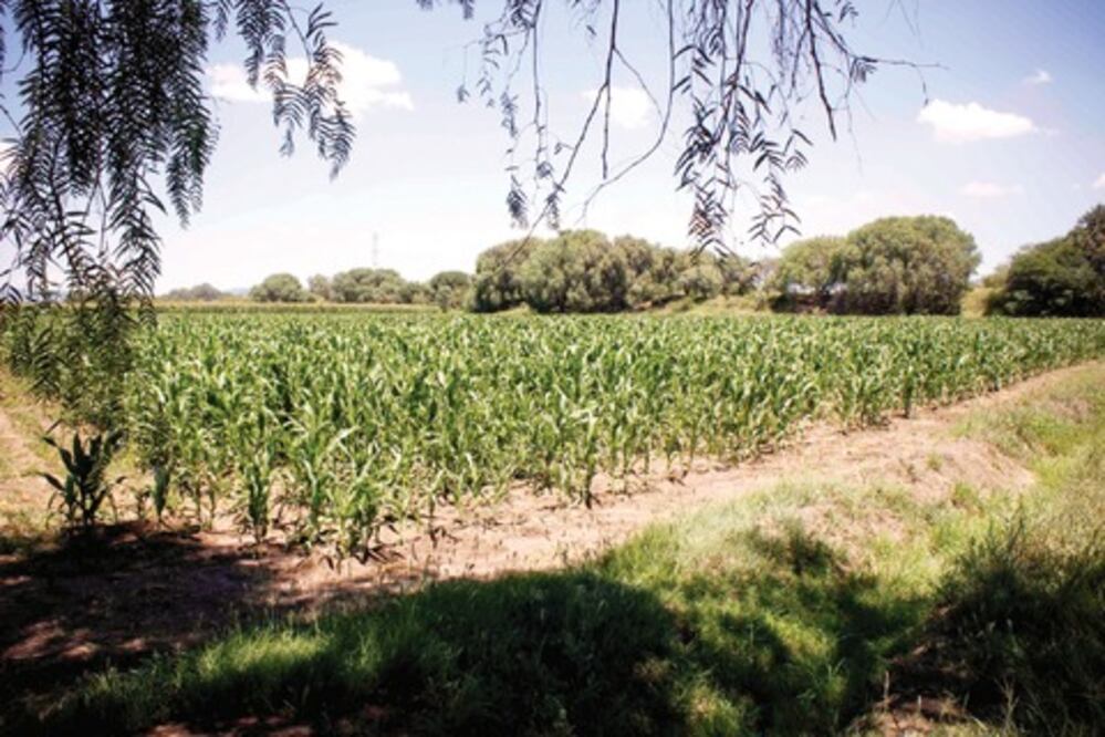 Apoyo, insuficiente en el campo: CNC