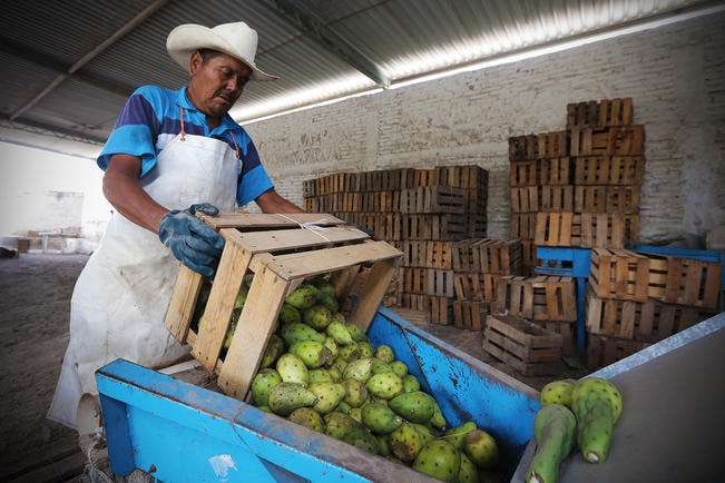 La tuna. Negocio baja por delincuencia