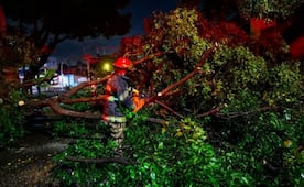 Caen 136 árboles tras tormenta en zona metropolitana de Guadalajara