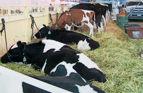 Preparan tipificación de abigeato como delito grave