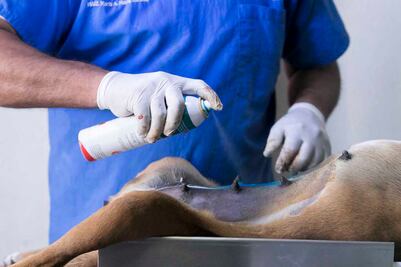 Harán 2 mil 500 esterilizaciones gratuitas en San Juan del Río 