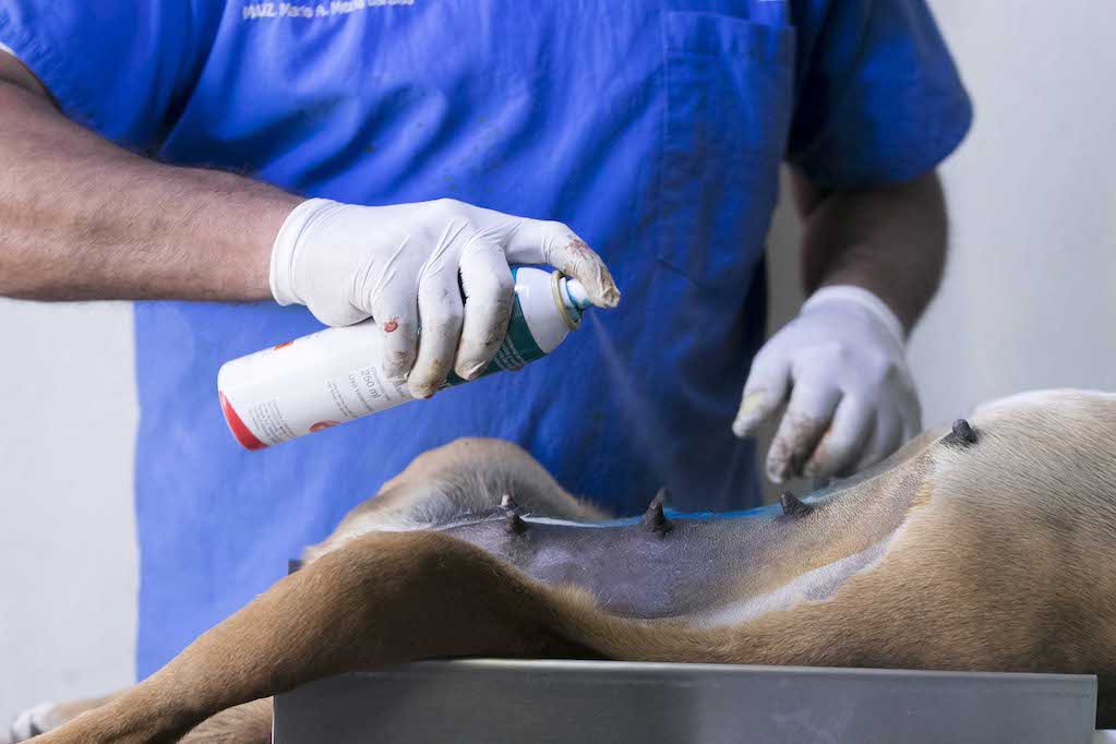 Harán 2 mil 500 esterilizaciones gratuitas en San Juan del Río
