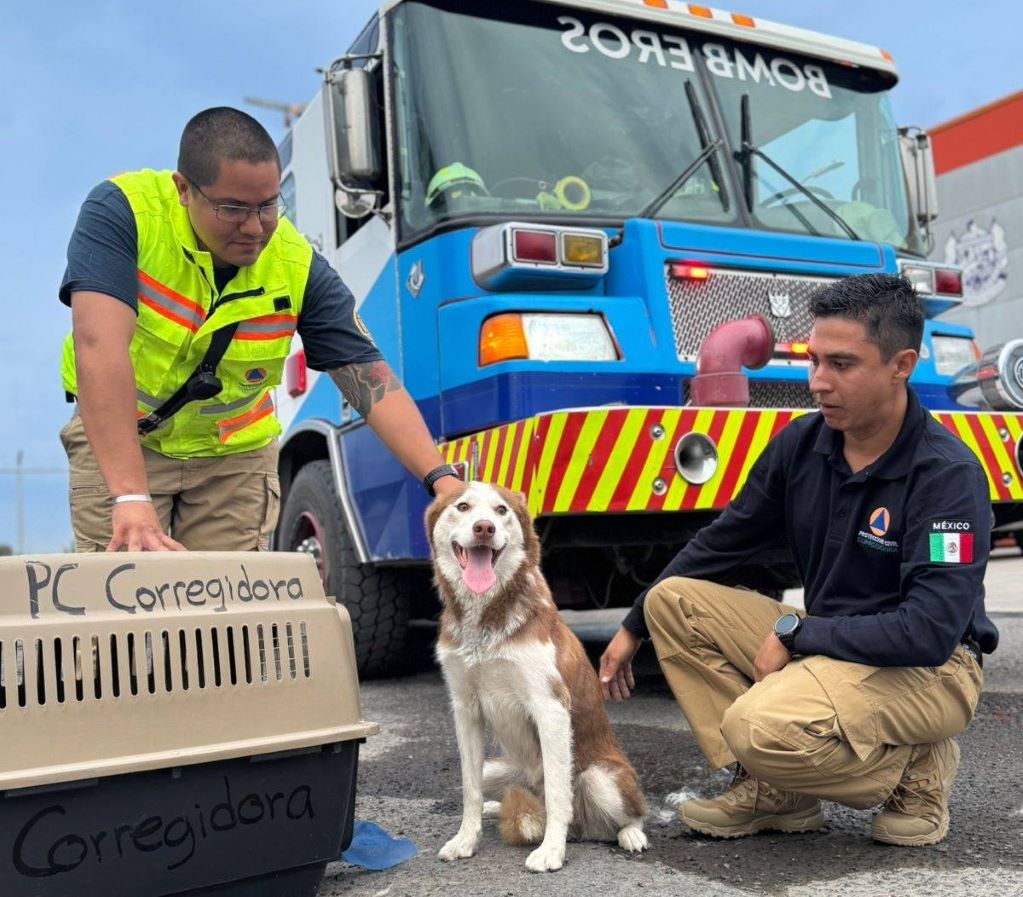 Resguardan a perrito que deambulaba en un dren en Corregidora