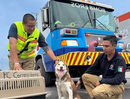 Resguardan a perrito que deambulaba en un dren en Corregidora