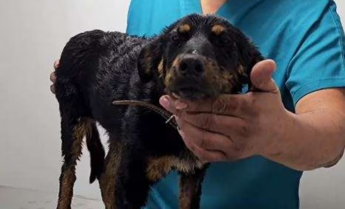 Justicia para Violeta: bañan a perrita en chapopote; autoridades de Chihuahua buscan al culpable