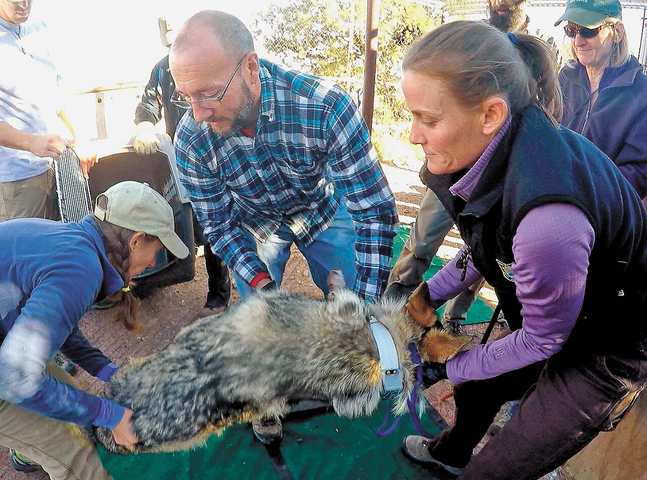 El hombre que cuida del lobo gris mexicano