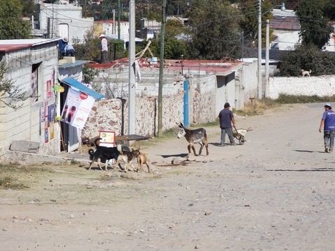 ‘Predios irregulares, con número fáctico’