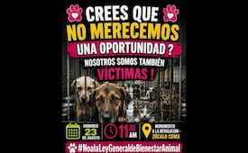 Convocan a marcha nacional en defensa de los animales; la cita es el próximo 23 de agosto en CDMX