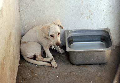 Acusados de maltrato animal ya están haciendo labores comunitarias