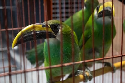 Hallan 6 tucanes en tianguis de Querétaro en pleno Día de Reyes  