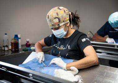 IMPA El Marqués realizará 10 mil esterilizaciones gratuitas