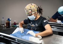 IMPA El Marqués realizará 10 mil esterilizaciones gratuitas