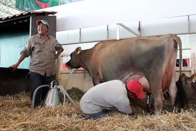 Llama gobernador a impulsar el sector ganadero