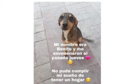 Denuncian muertes crueles y envenenamiento masivo de perros en Zacatecas
