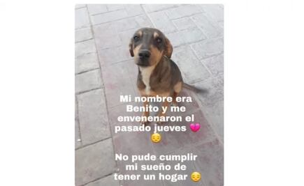 Denuncian muertes crueles y envenenamiento masivo de perros en Zacatecas