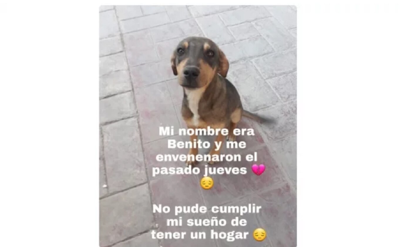 Denuncian muertes crueles y envenenamiento masivo de perros en Zacatecas