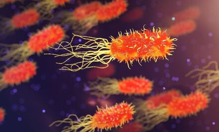 ¿Cómo se contrae la bacteria "come carne" que tiene en alerta a EU y el Golfo de México?