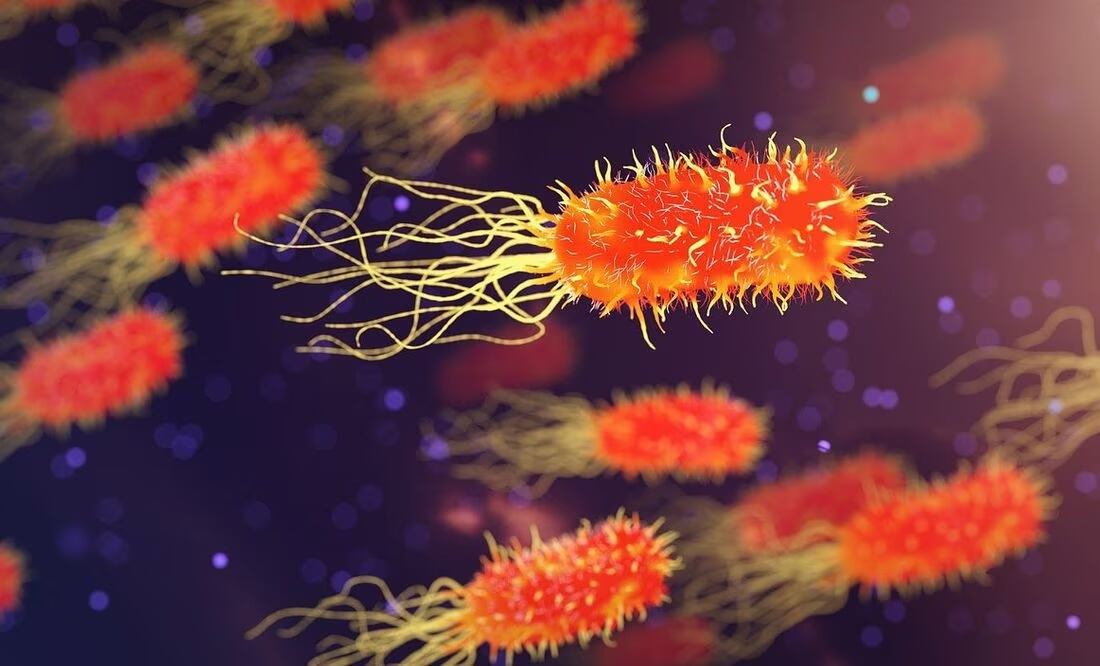 bacteria. / Foto: Pixabay.