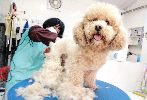 Ahorre en la atención de su mascota