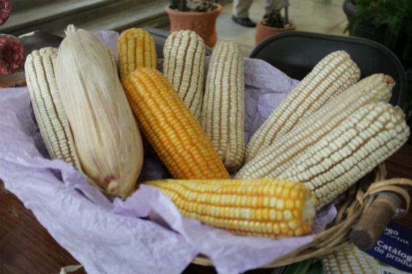 Entregan molinos para nixtamal en Cadereyta