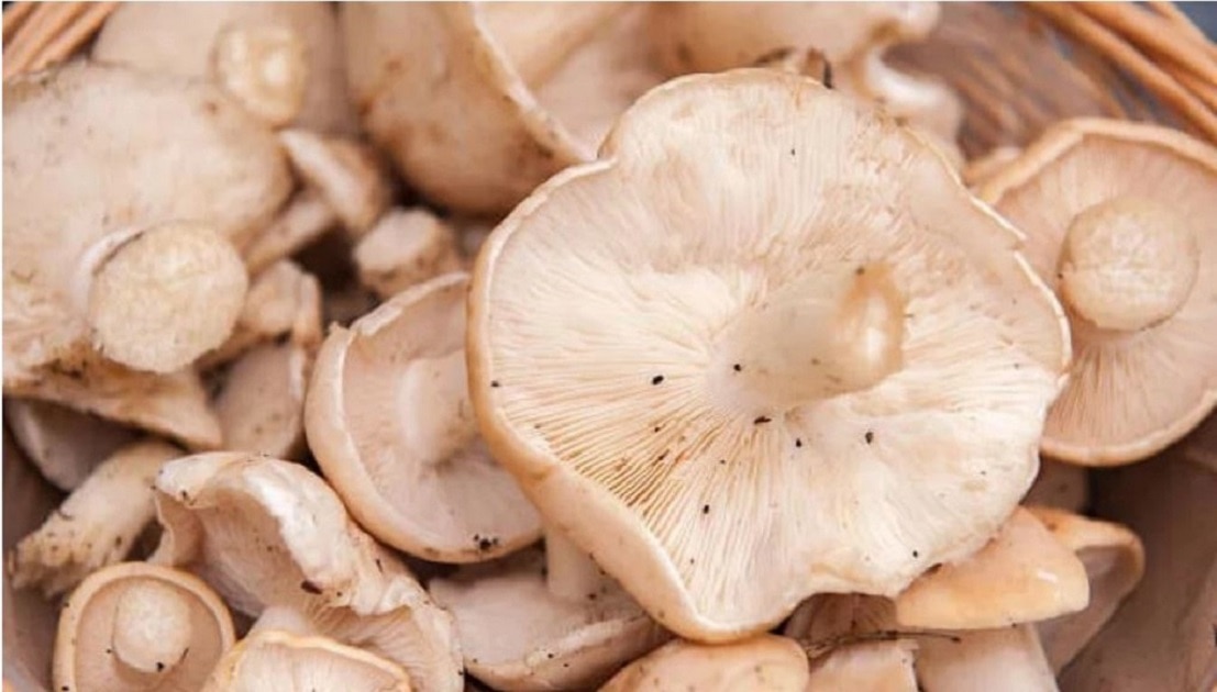 Hongos ayudan a prevenir cáncer de mama