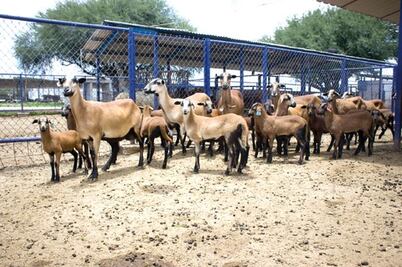 Otorgan mil mdp en créditos a productores