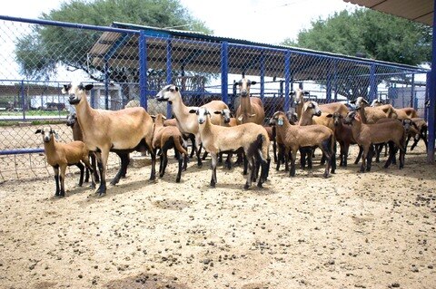 Otorgan mil mdp en créditos a productores