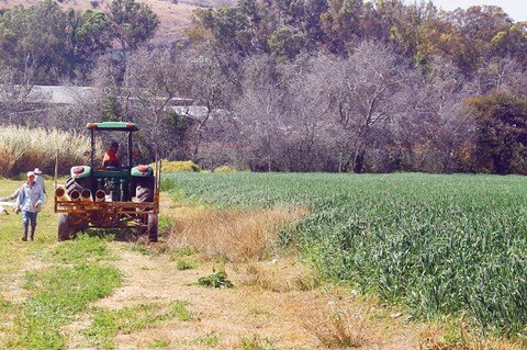 Exportan a EU 95% de agricultura protegida