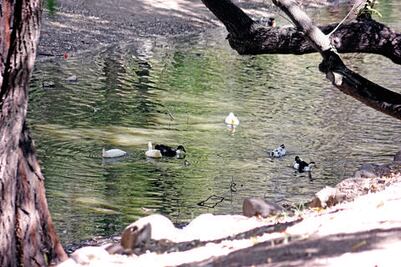 Sin recursos aún, para parque La Magdalena